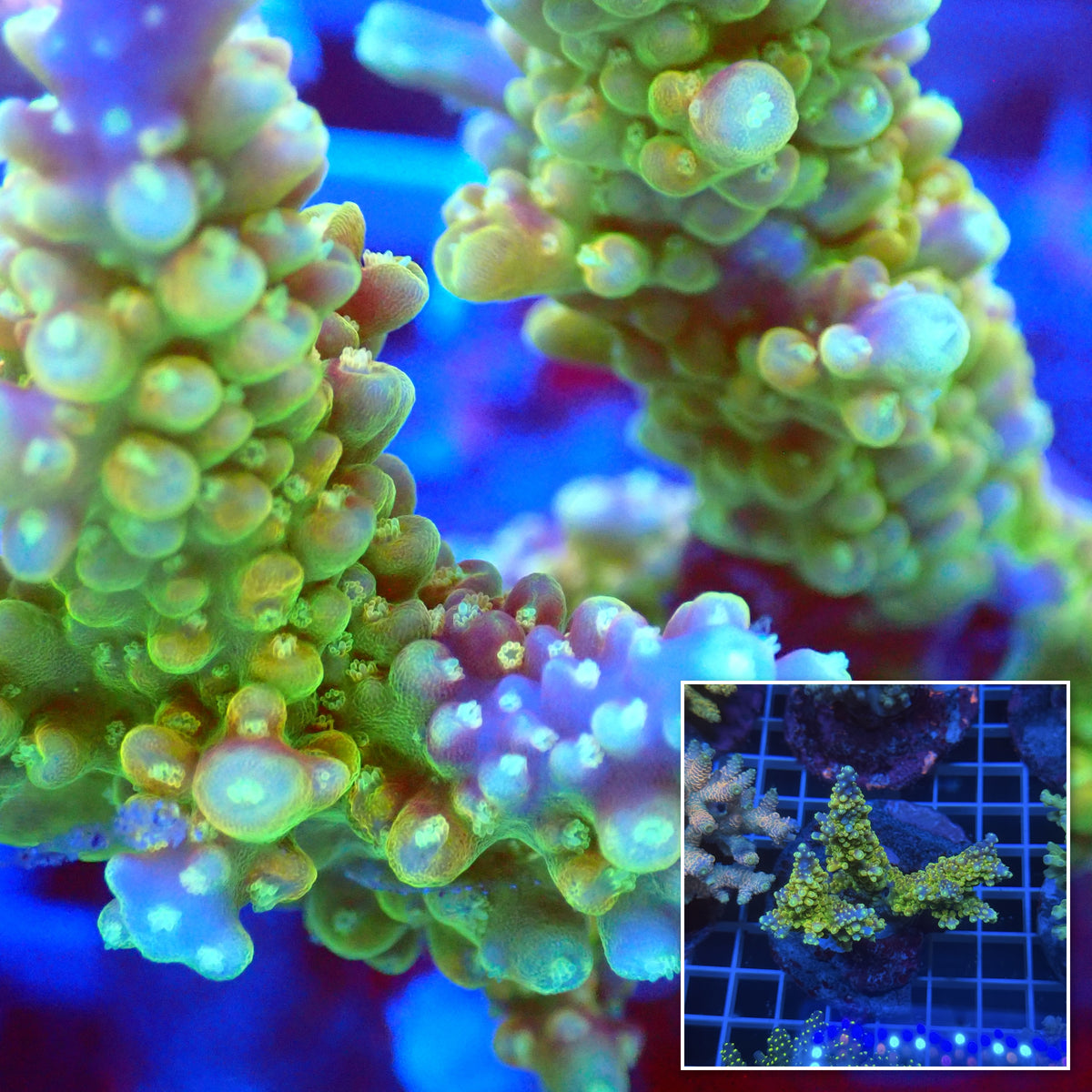 Acro Colony E11 macro with colony inset