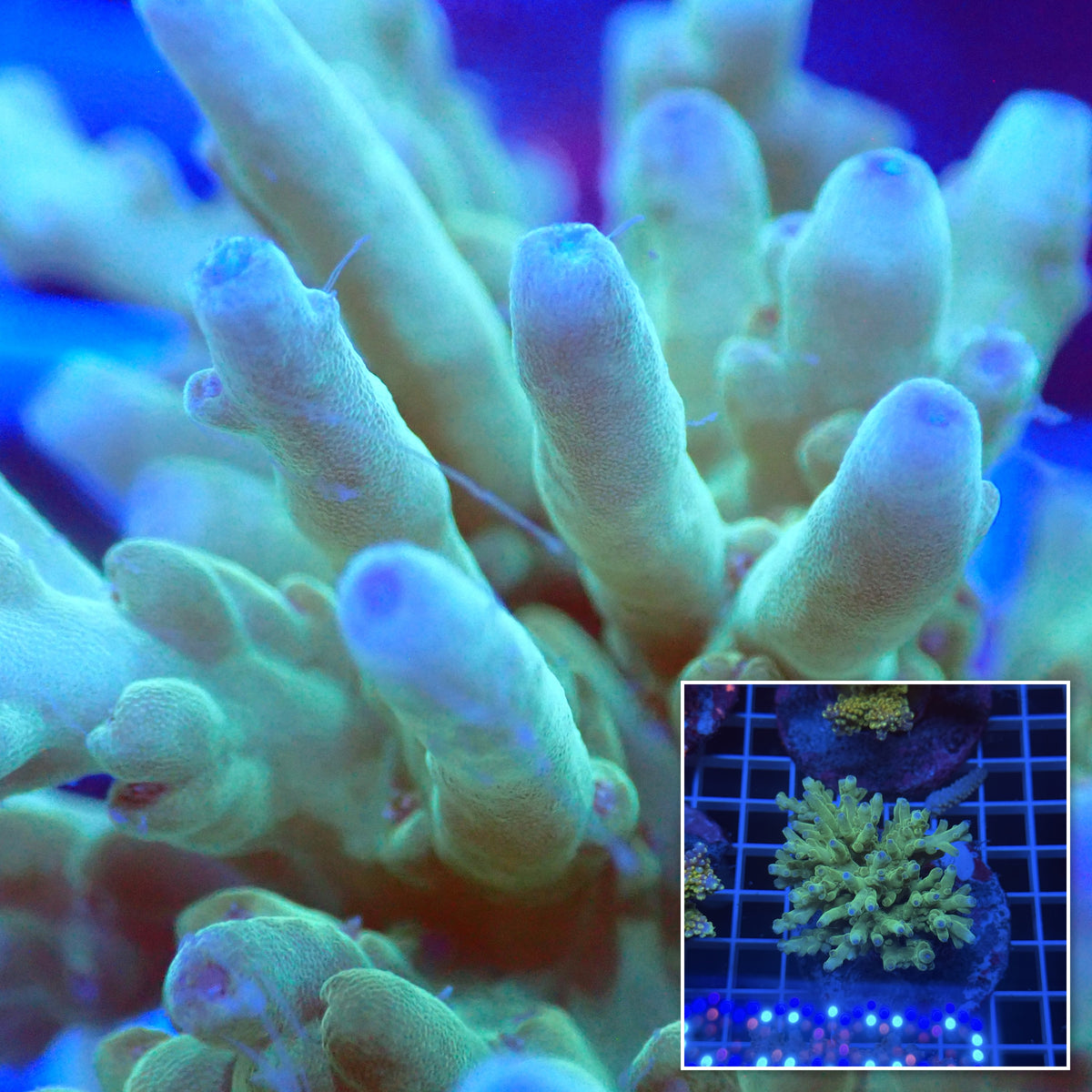 Acro Colony E12 macro with colony inset
