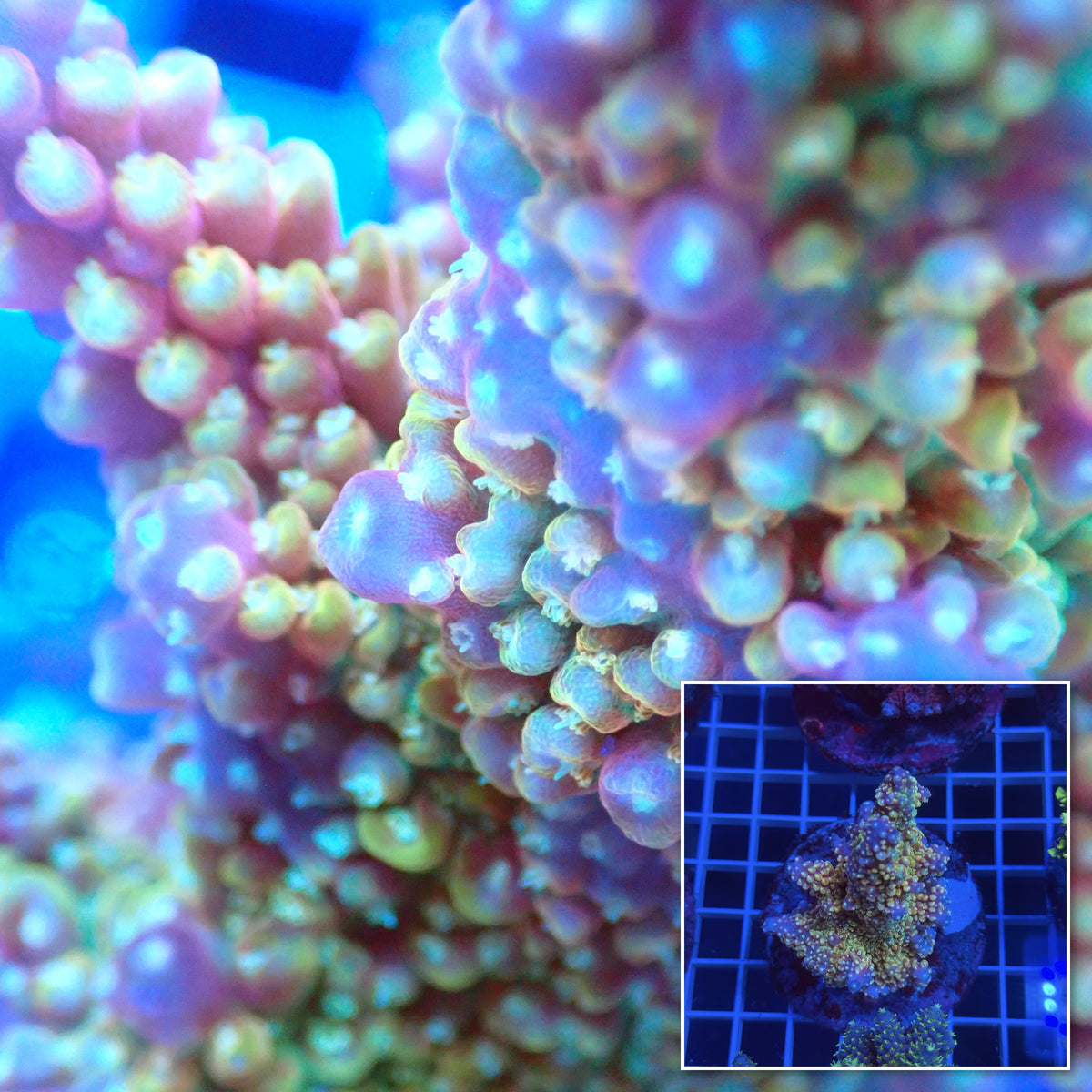 Acro Colony E2 macro with colony inset