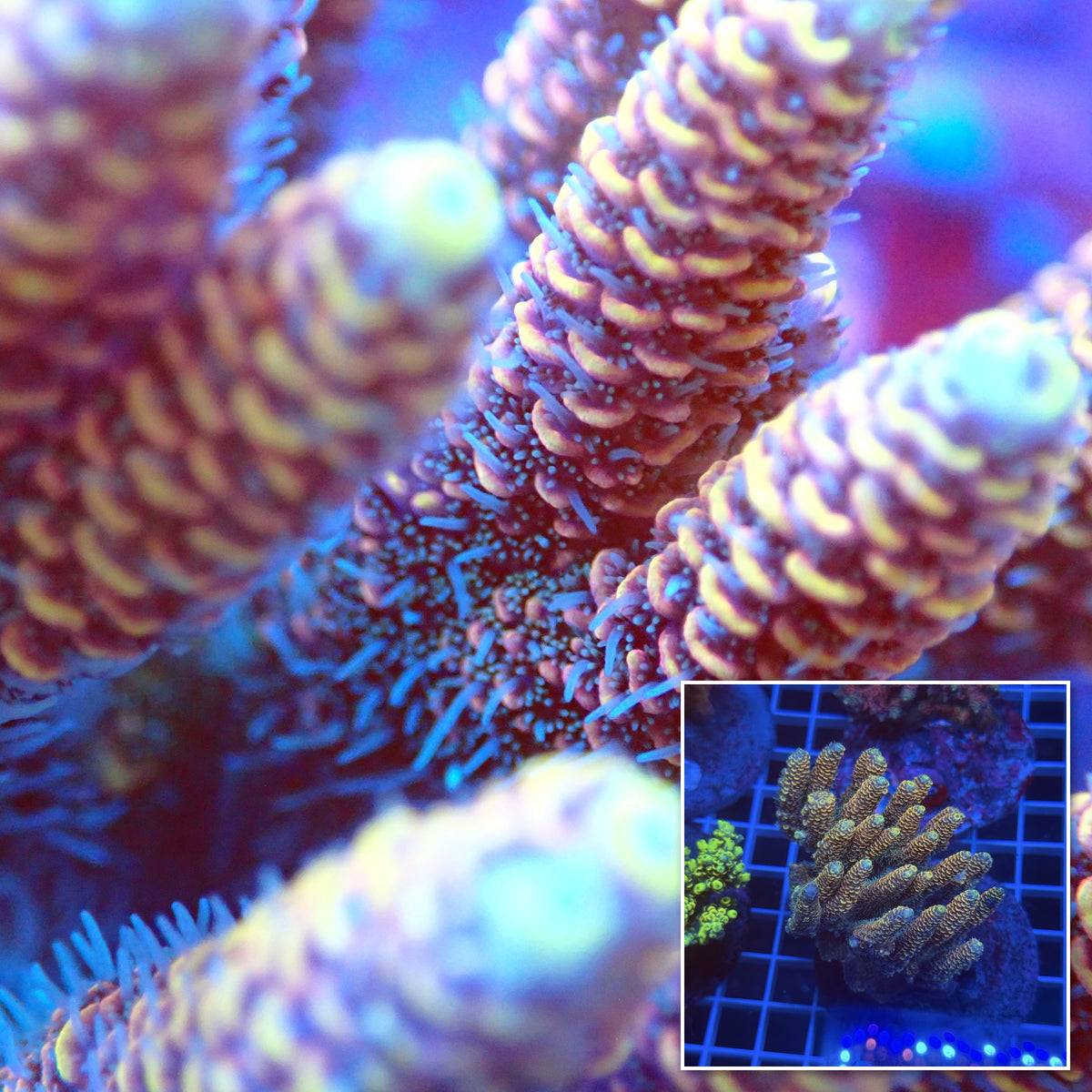 Acro Colony E4 macro with colony inset
