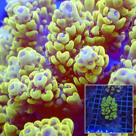 Acro Colony E5 macro with colony inset