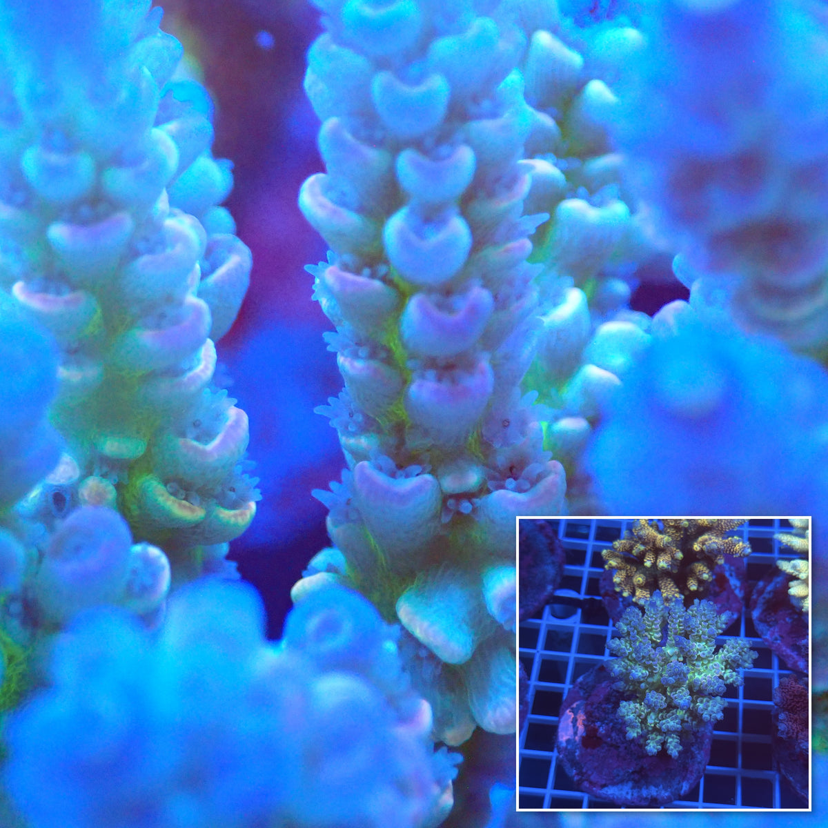 Acro Colony E8 macro with colony inset