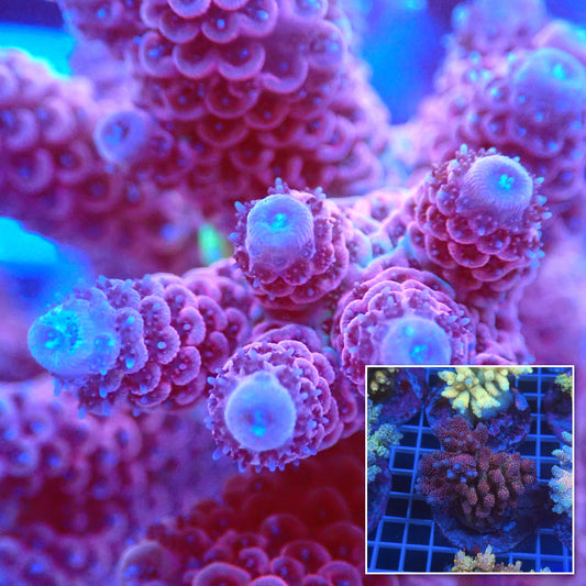 Acro Colony E9 macro with colony inset