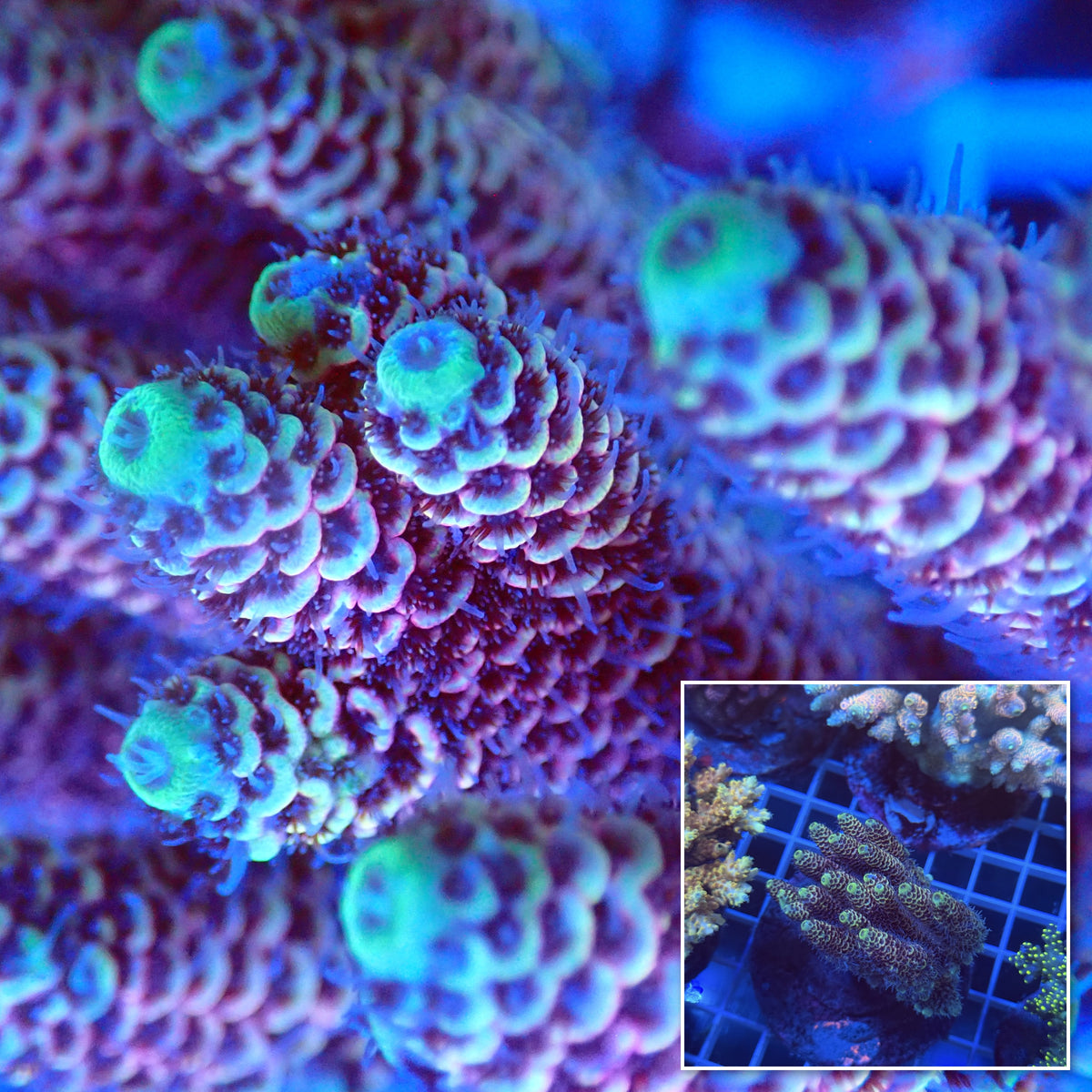 Acro Colony F10 macro with colony inset