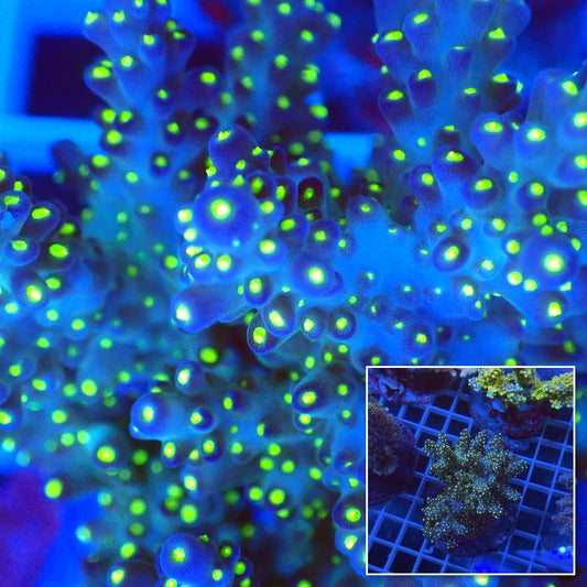 Acro Colony F11 macro with colony inset