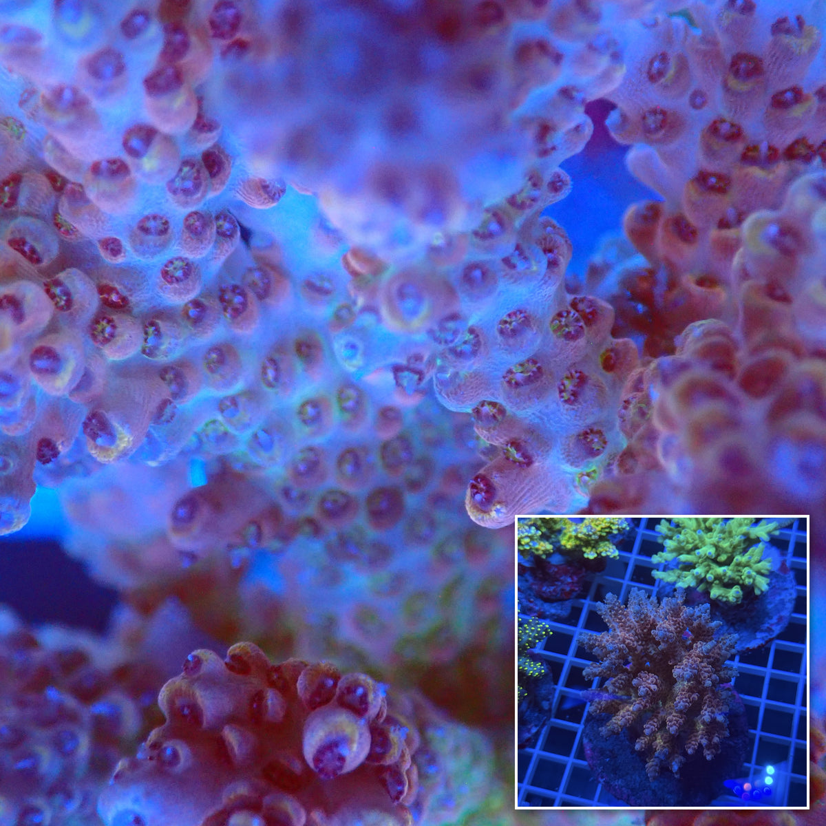 Acro Colony F12 macro with colony inset