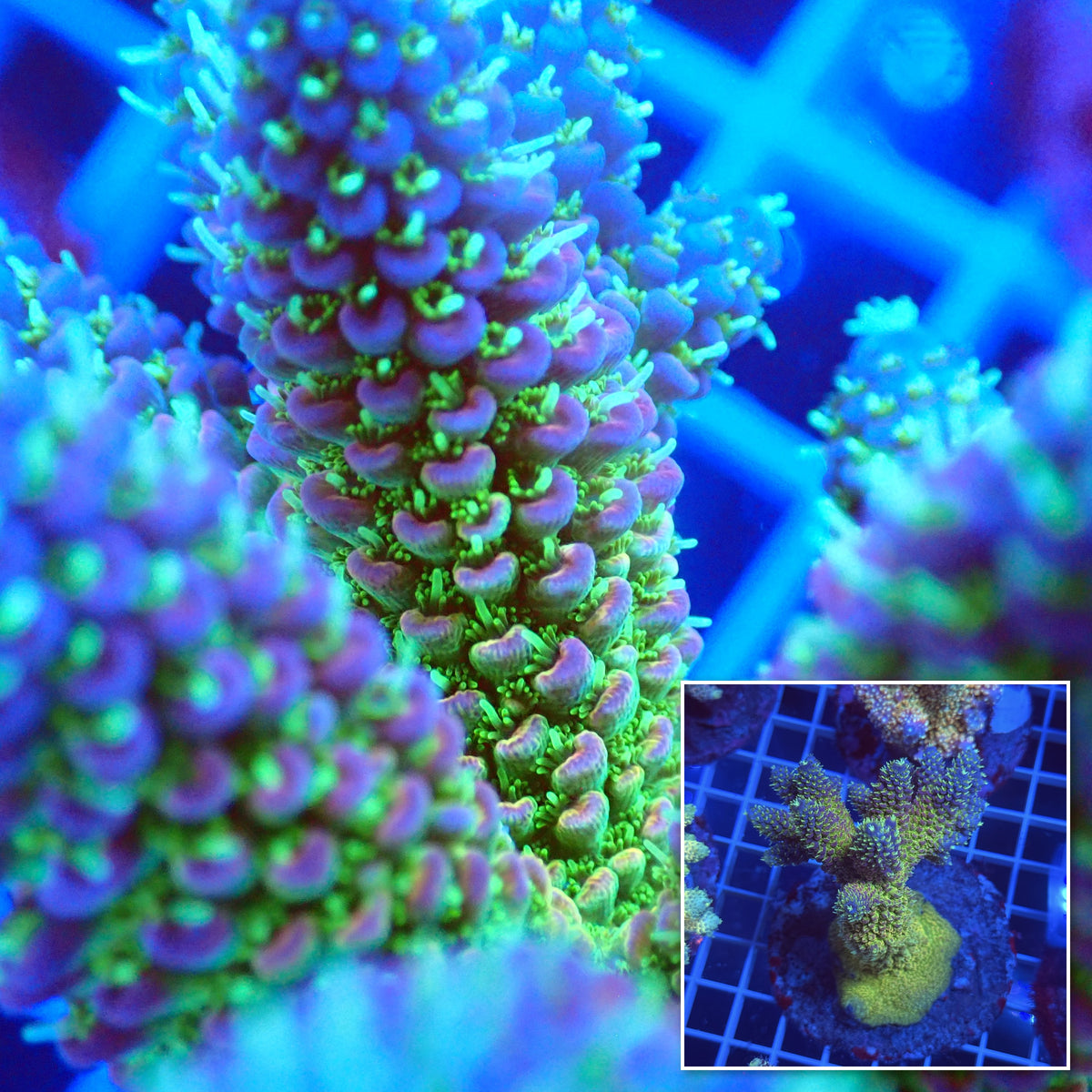 Acro Colony F2 macro with colony inset