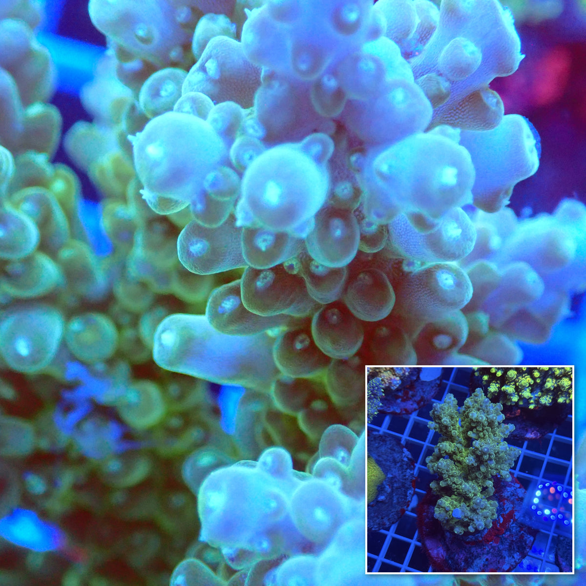 Acro Colony F3 macro with colony inset