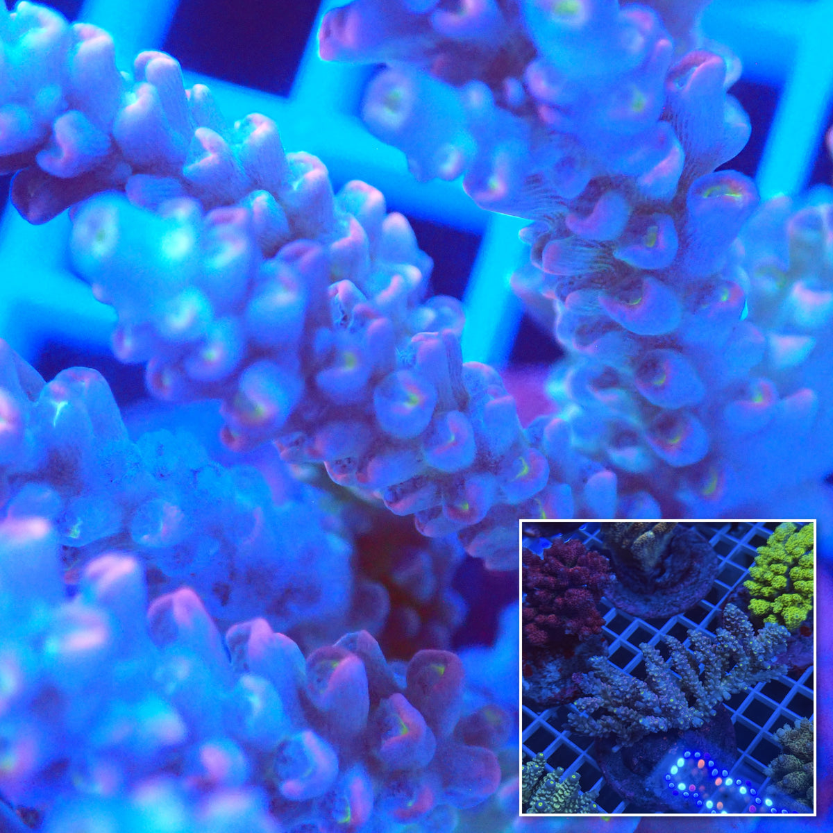 Acro Colony F5 macro with colony inset