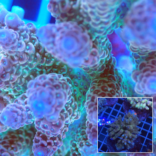 Acro Colony F6 macro with colony inset