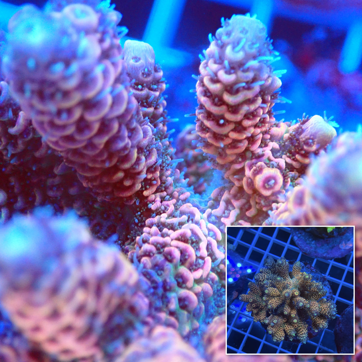 Acro Colony F7 macro with colony inset