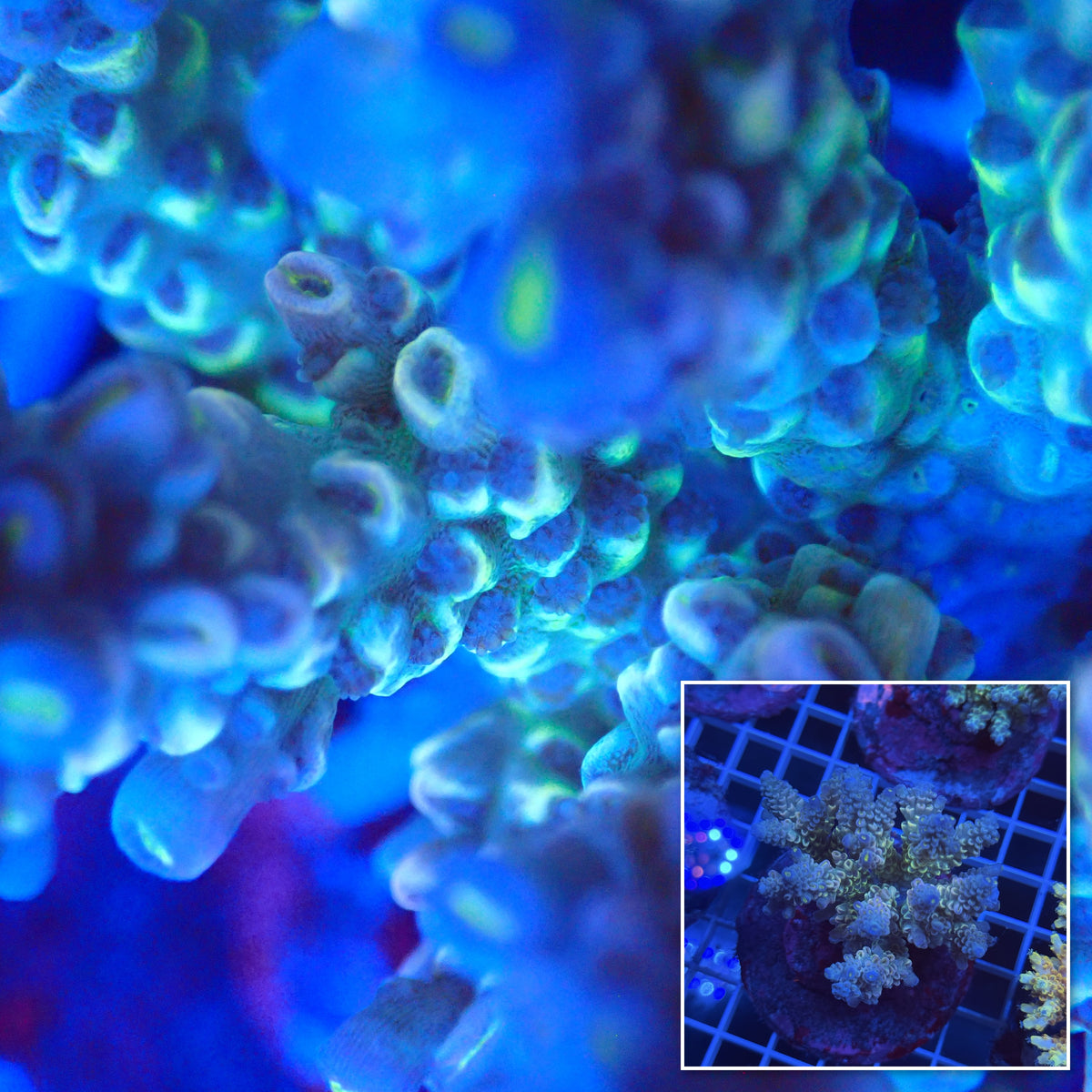 Acro Colony F8 macro with colony inset