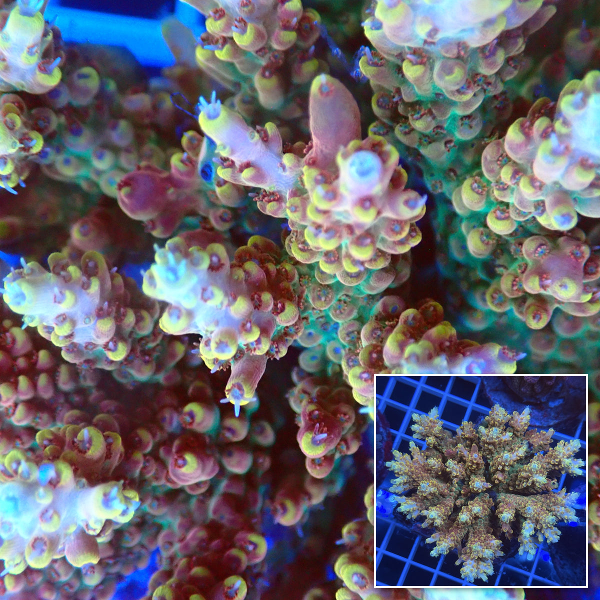 Acro Colony F9 macro with colony inset