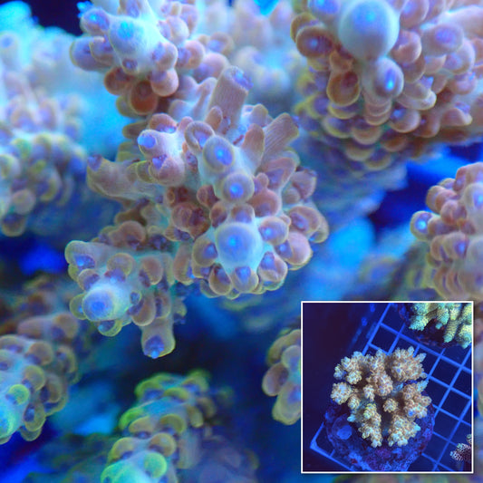 Acro Colony G1 macro with colony inset