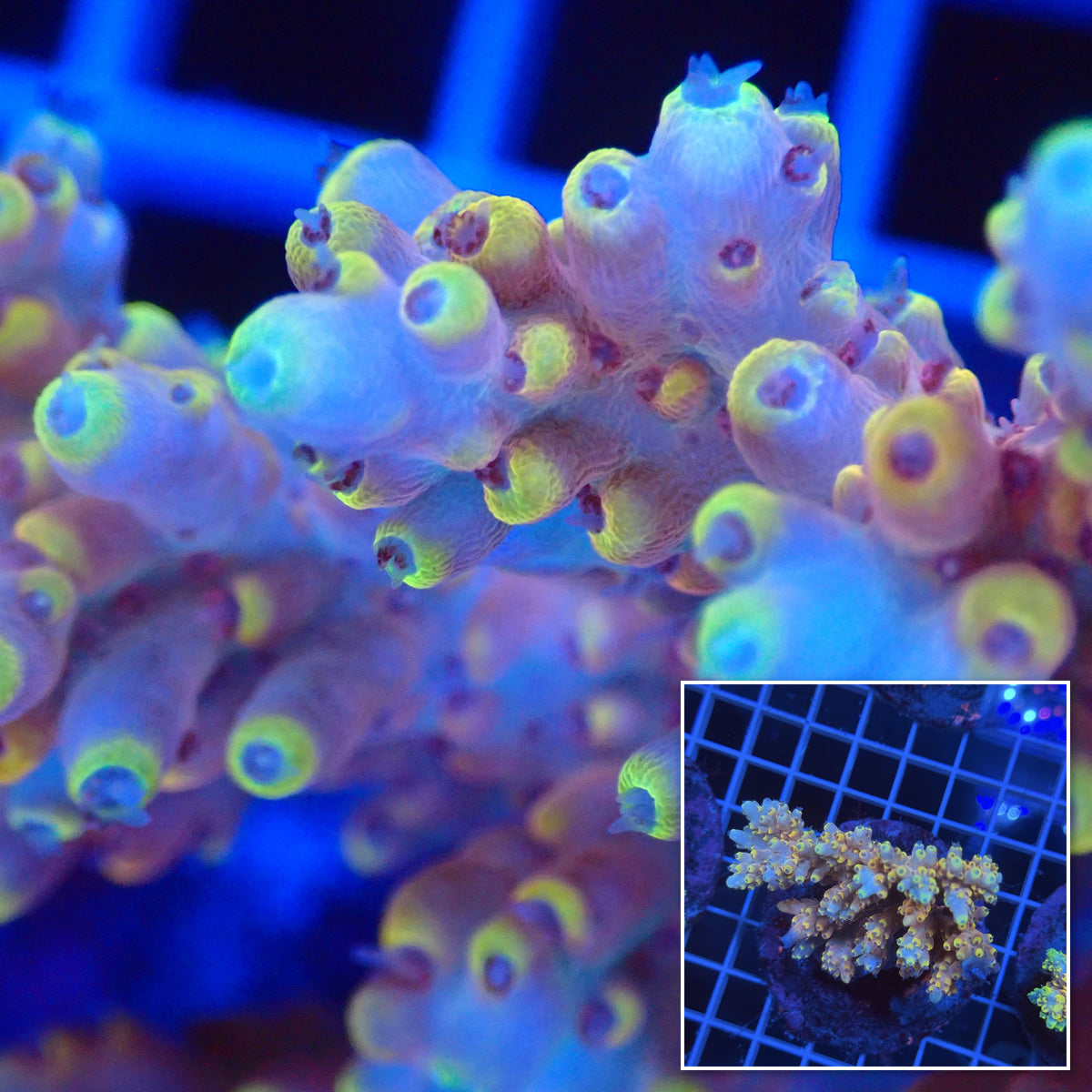 Acro Colony G10 macro with colony inset
