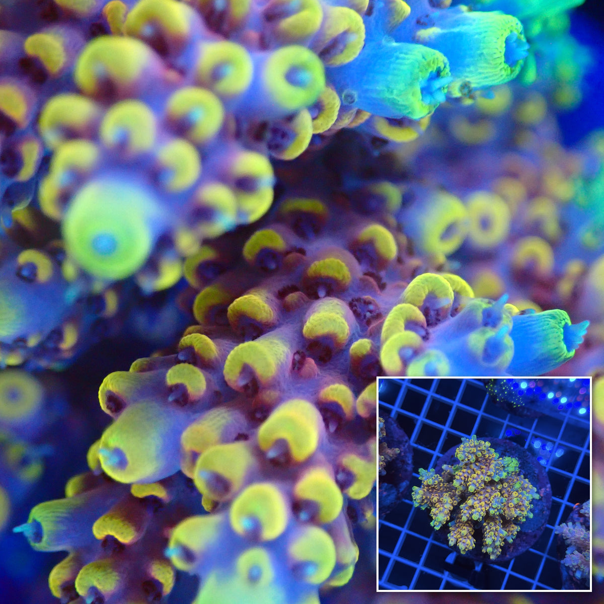 Acro Colony G11 macro with colony inset