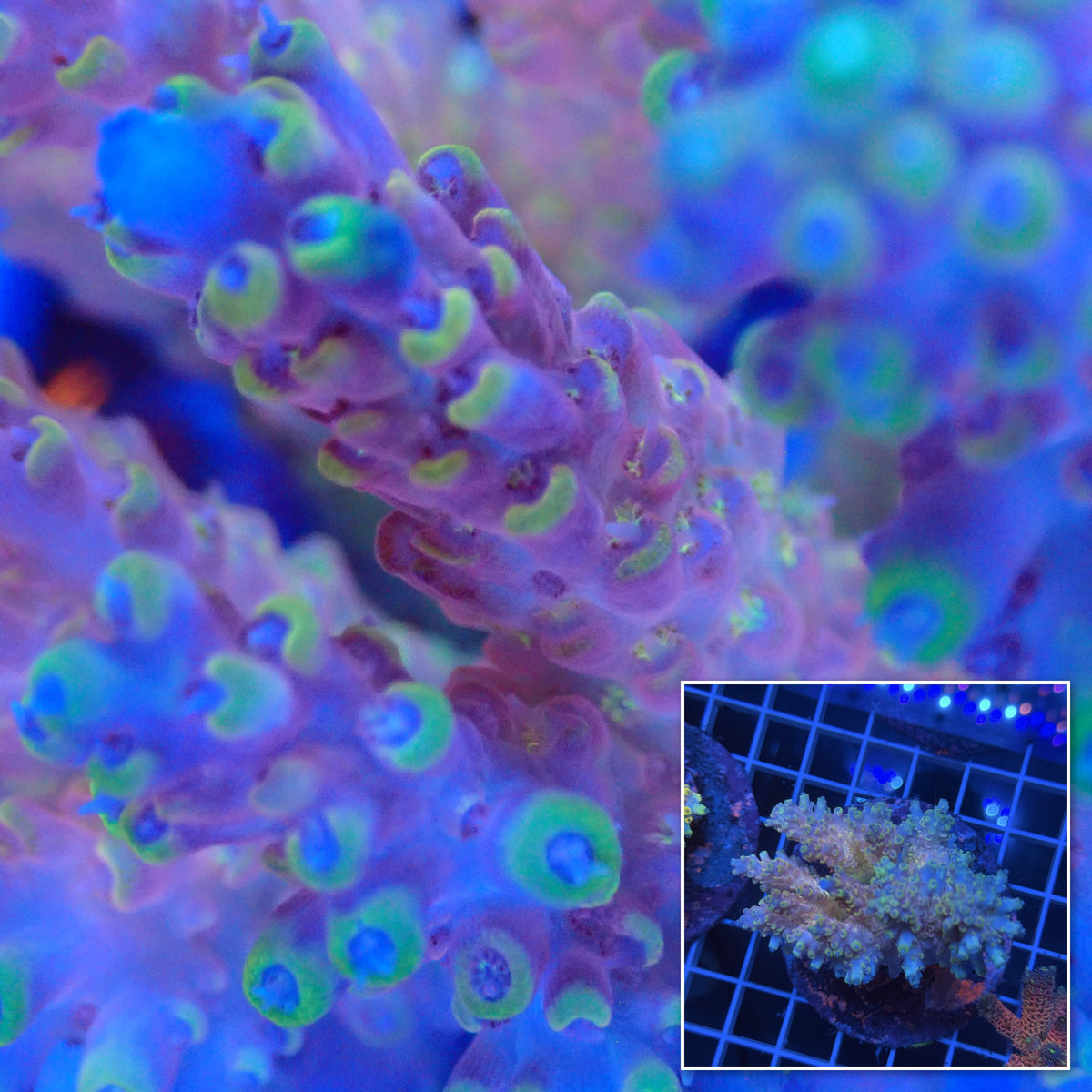 Acro Colony G12 macro with colony inset
