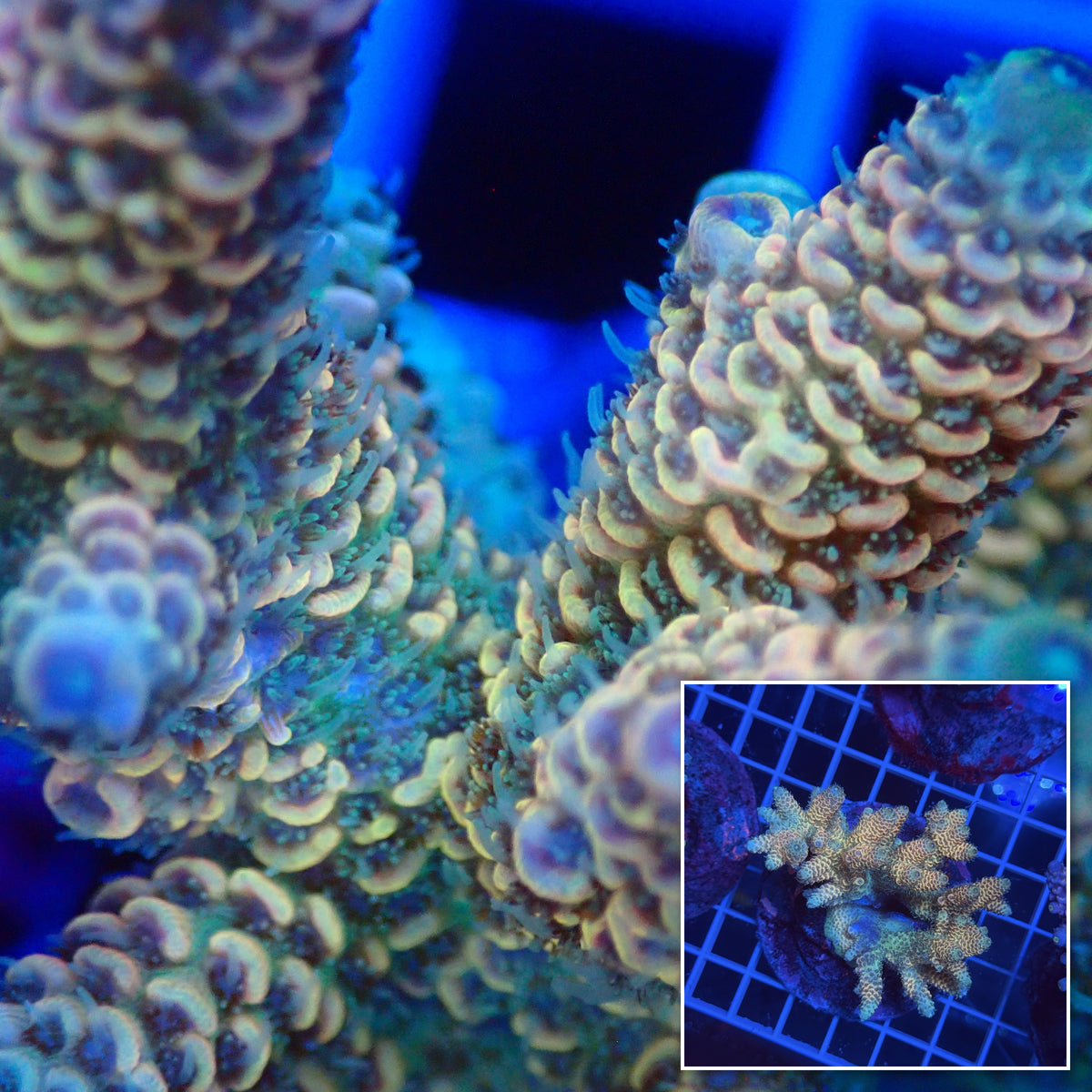 Acro Colony G3 macro with colony inset