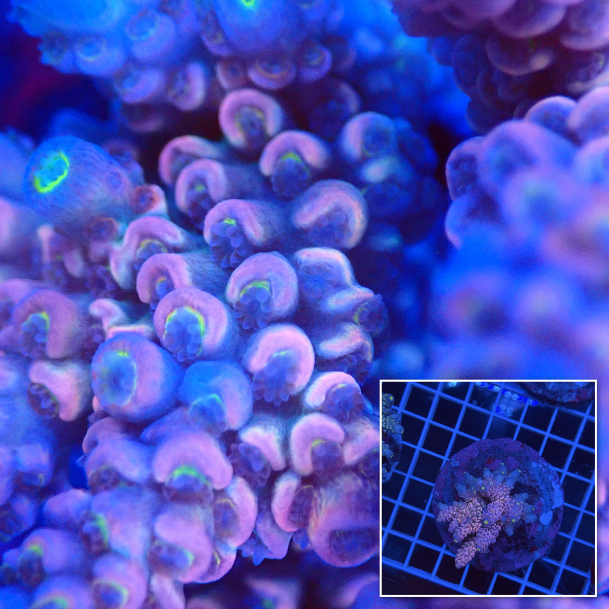 Acro Colony G6 macro with colony inset