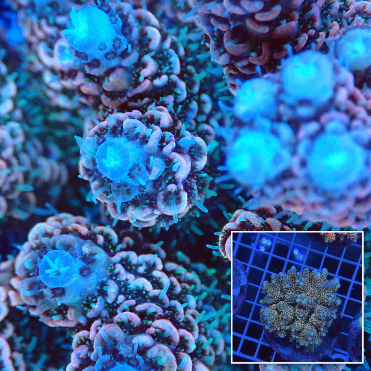 Acro Colony G7 macro with colony inset