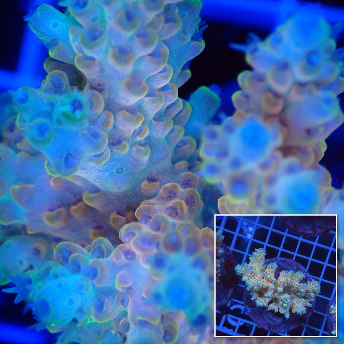 Acro Colony G8 macro with colony inset