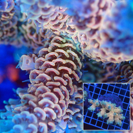 Acro Colony G9 macro with colony inset