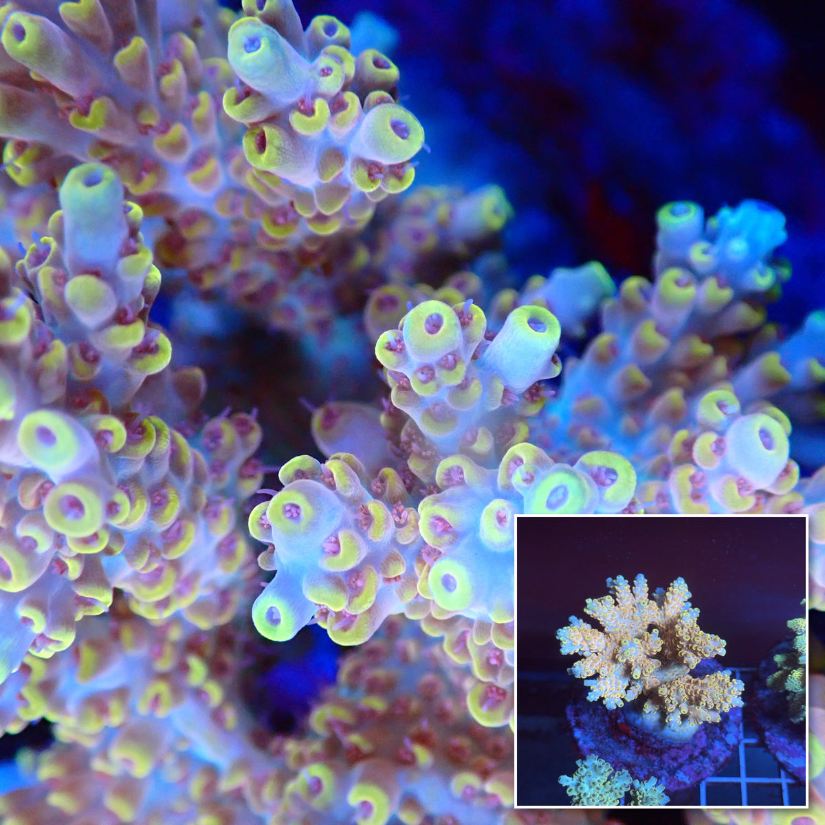 Acro Colony T3A1 macro with colony inset