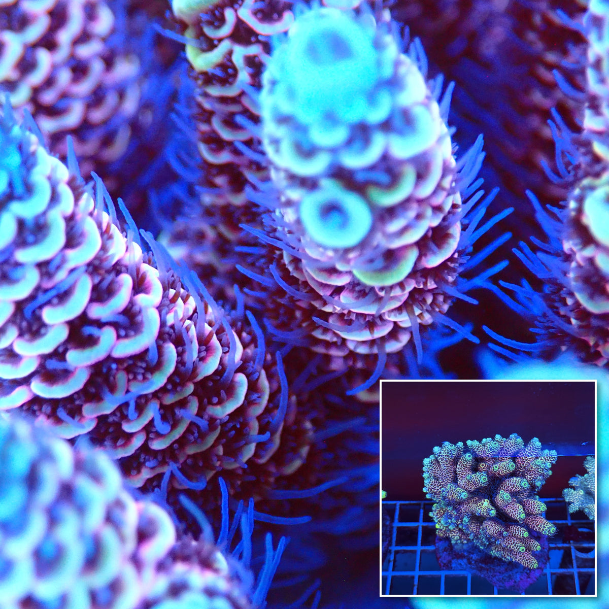 Acro Colony T3A10 macro with colony inset