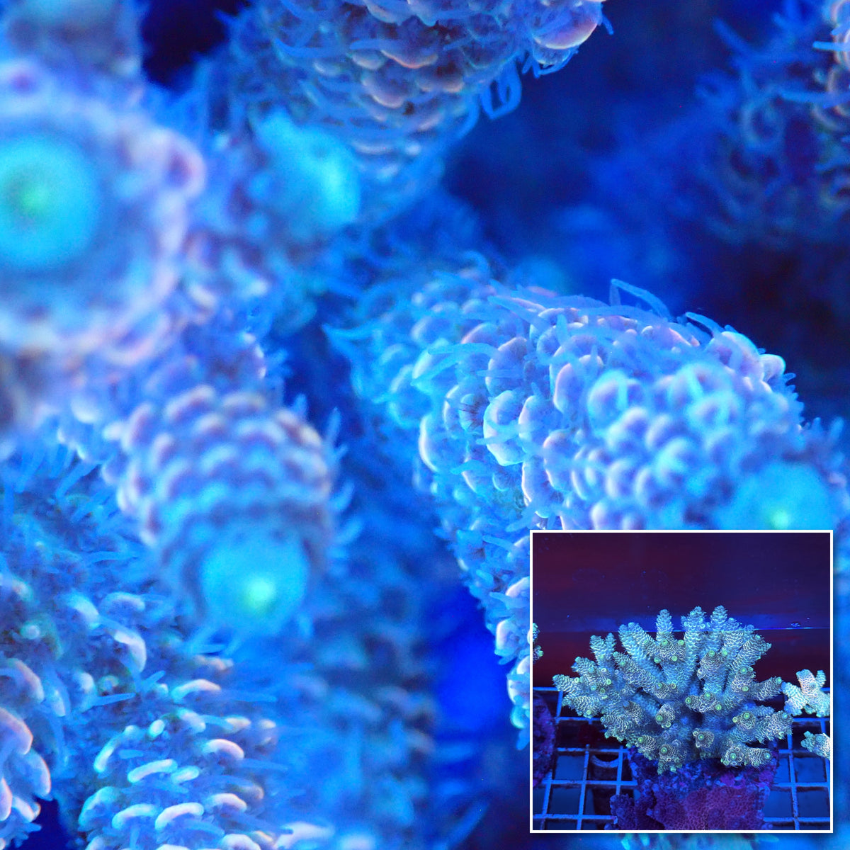 Acro Colony T3A11 macro with colony inset