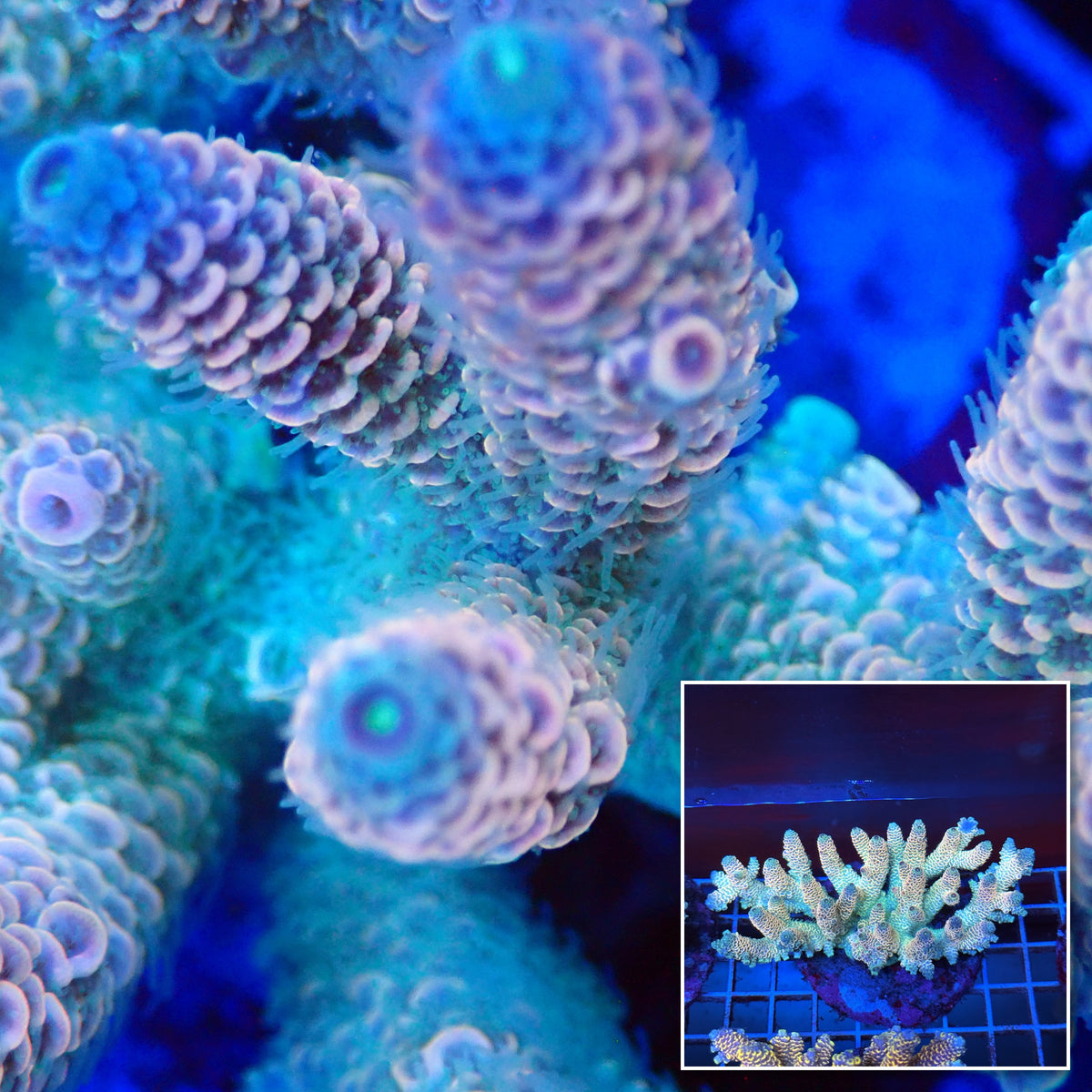 Acro Colony T3A12 macro with colony inset