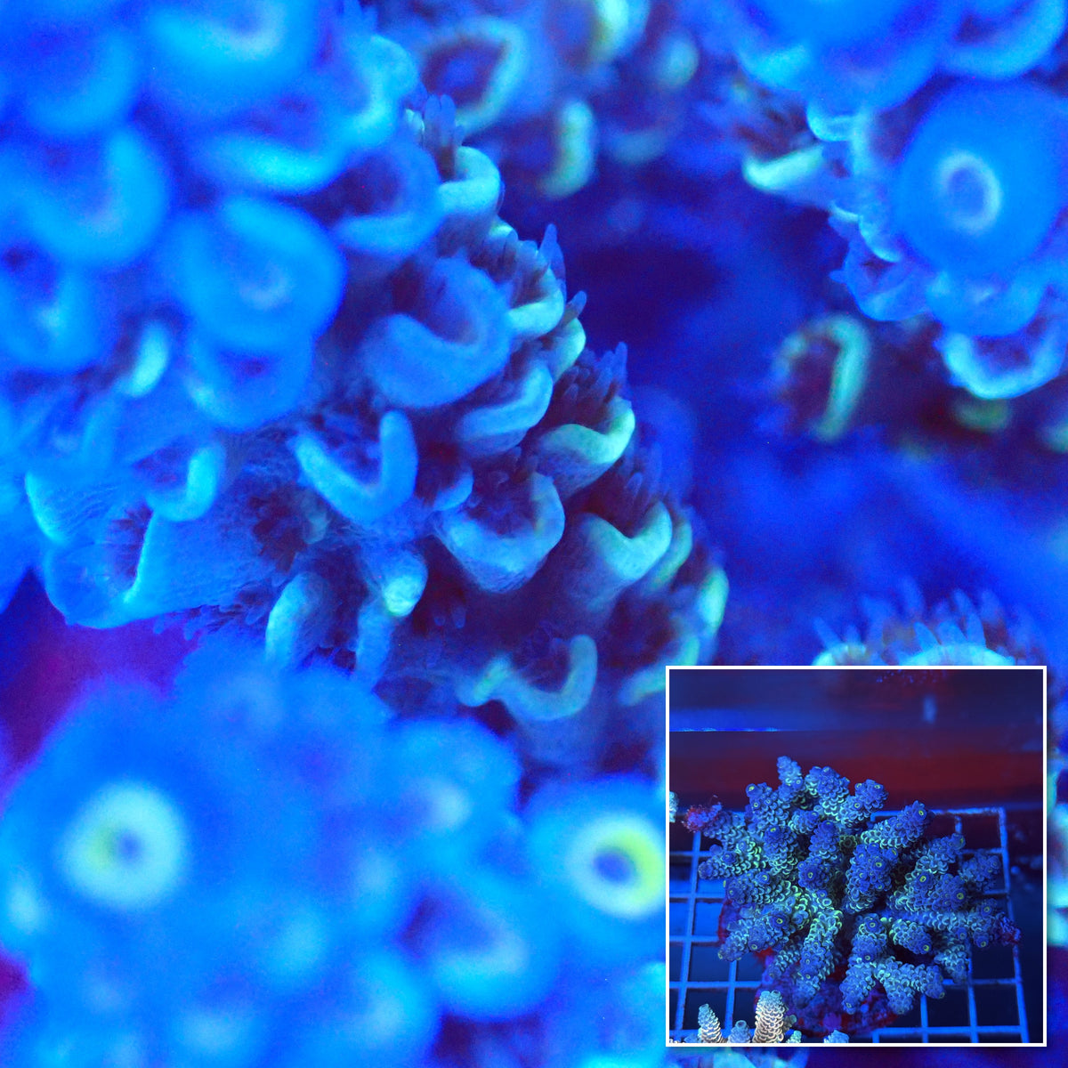 Acro Colony T3A13 macro with colony inset