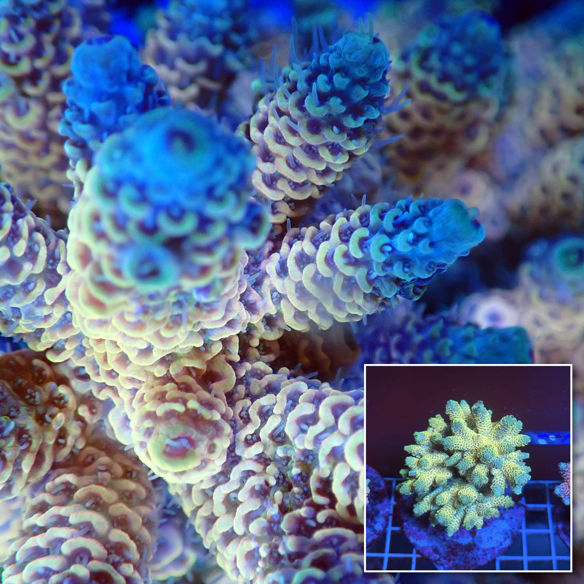 Acro Colony T3A2 macro with colony inset