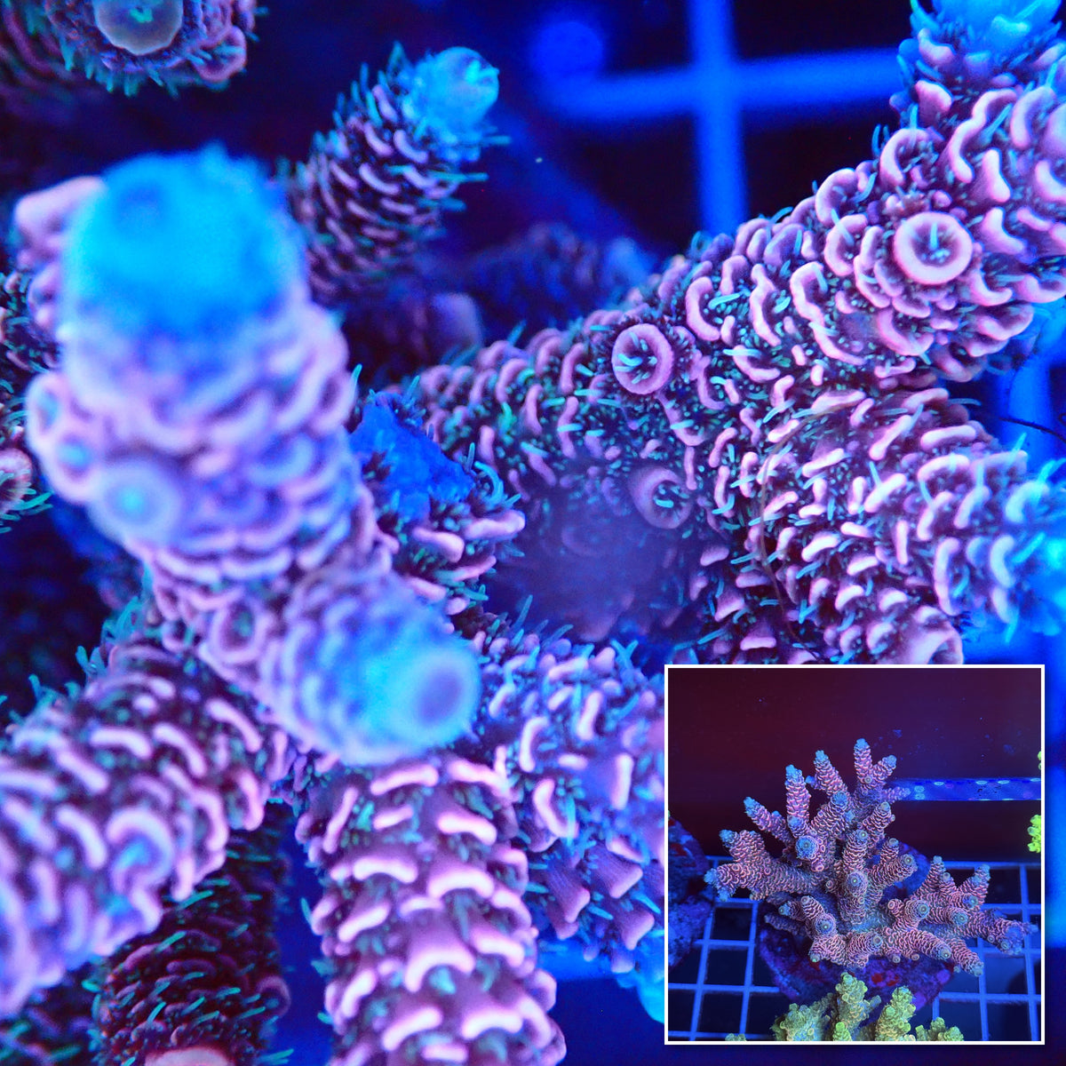 Acro Colony T3A3 macro with colony inset