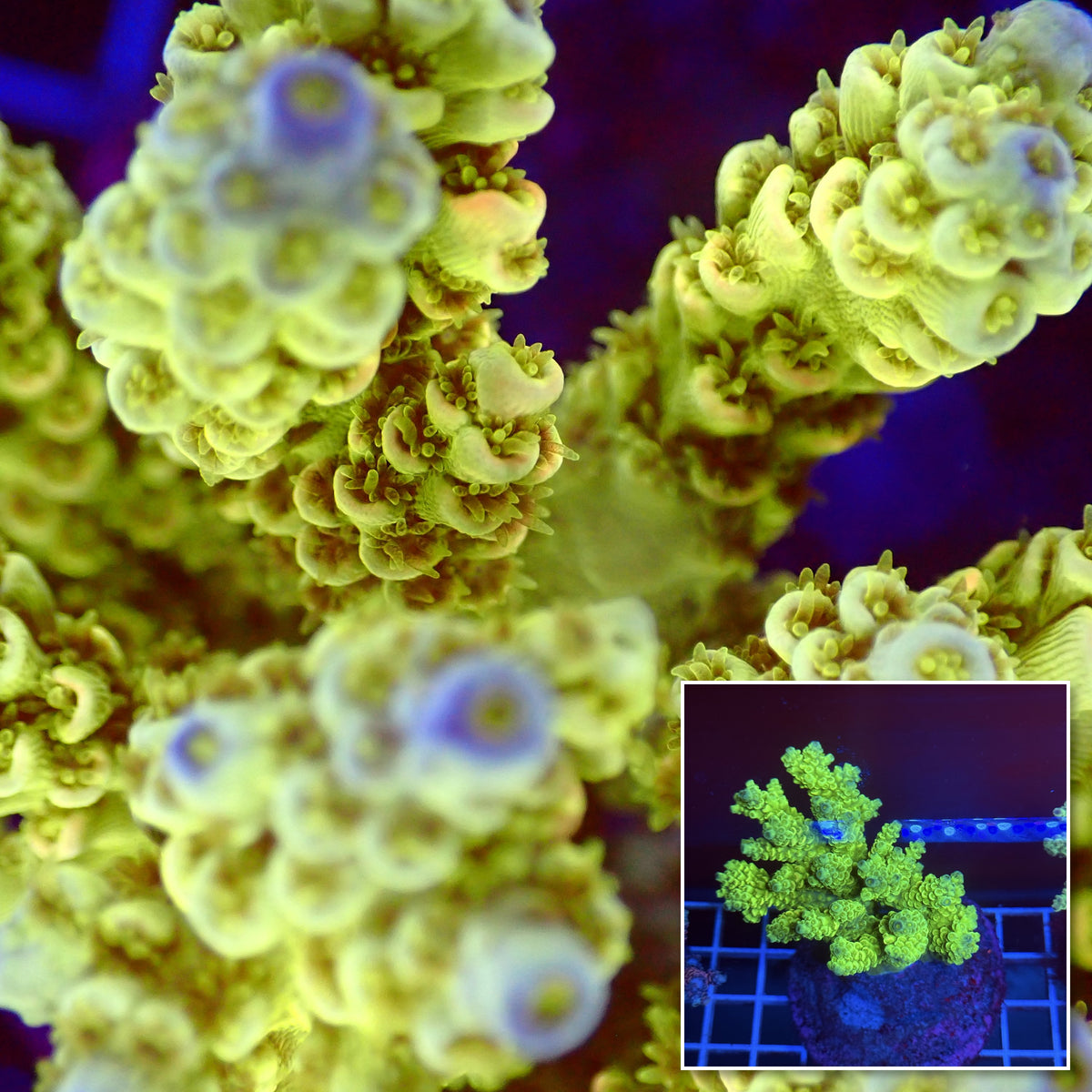 Acro Colony T3A4 macro with colony inset