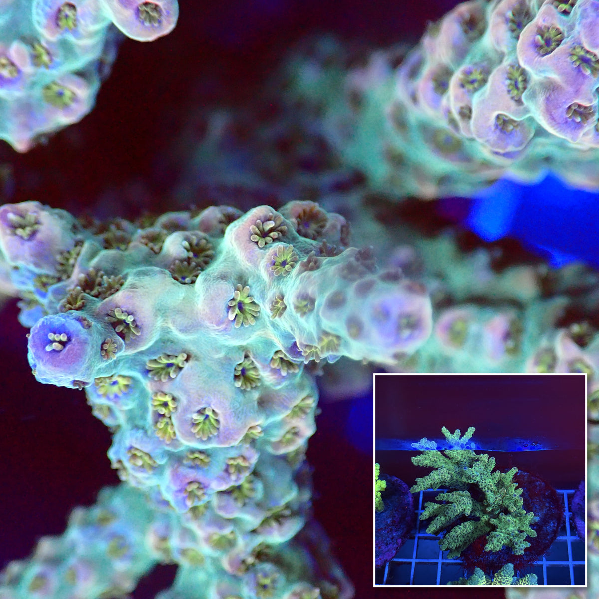 Acro Colony T3A5 macro with colony inset