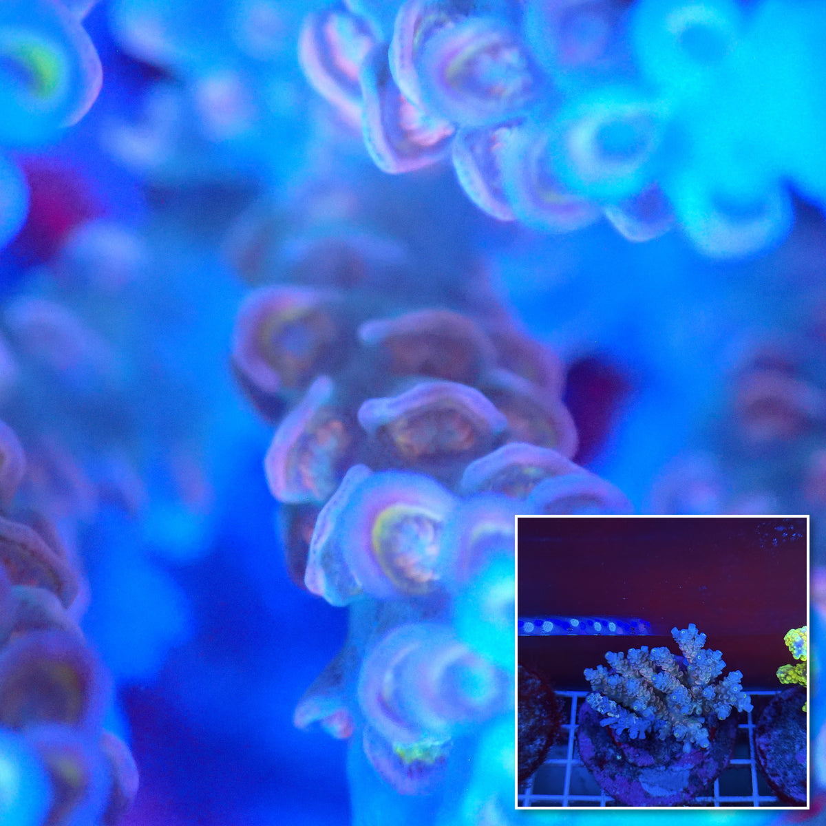 Acro Colony T3A6 macro with colony inset