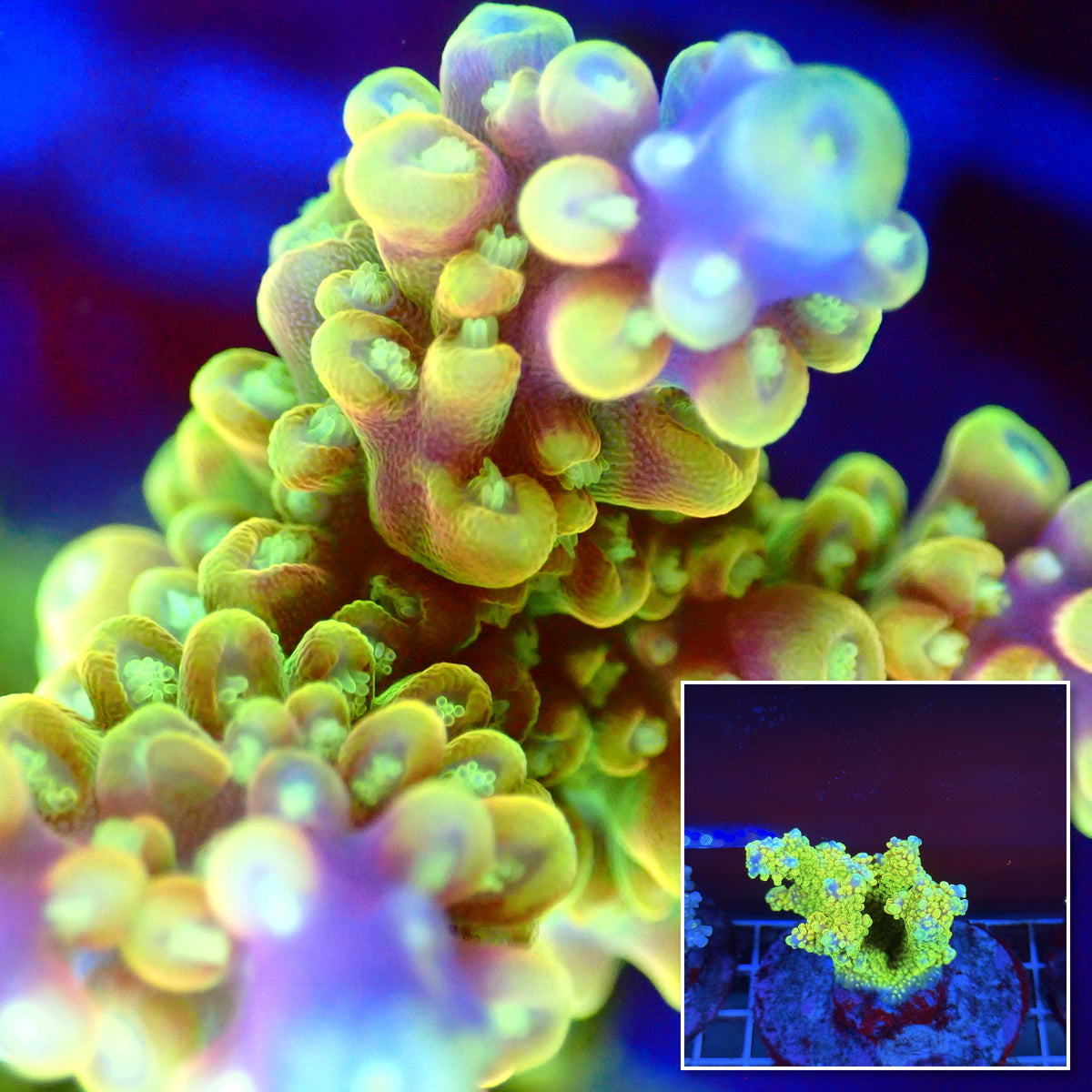 Acro Colony T3A7 macro with colony inset