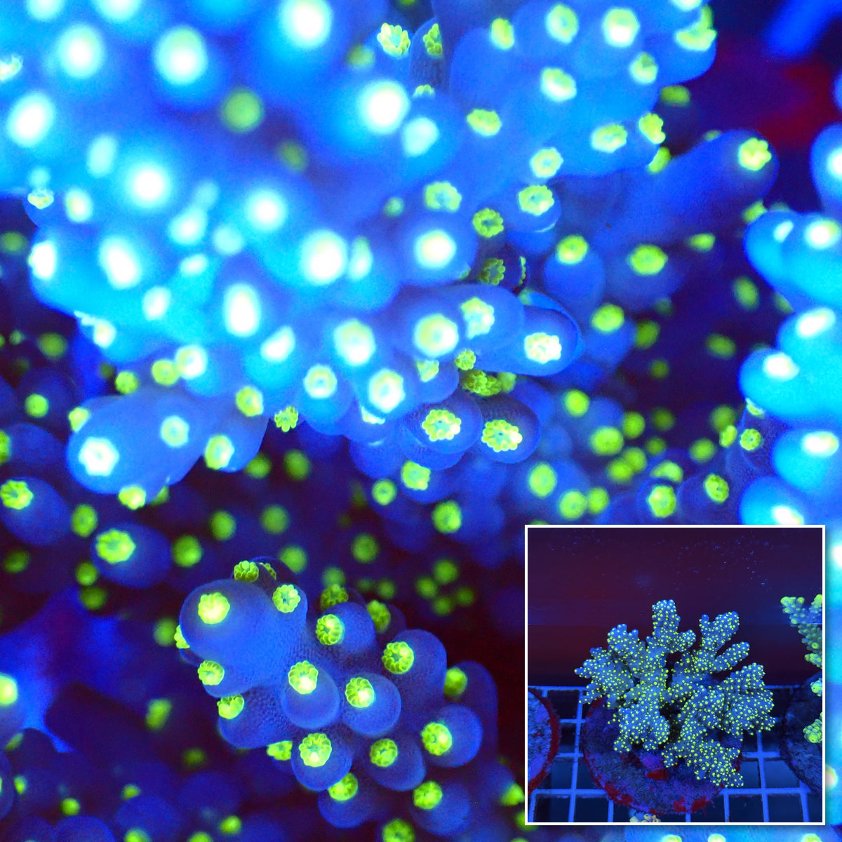 Acro Colony T3A8 macro with colony inset