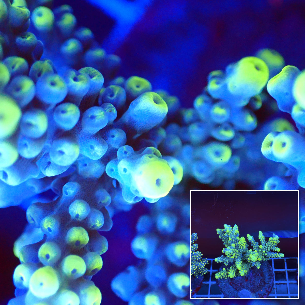 Acro Colony T3A9 macro with colony inset