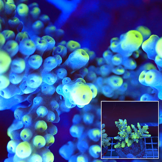 Acro Colony T3A9 macro with colony inset