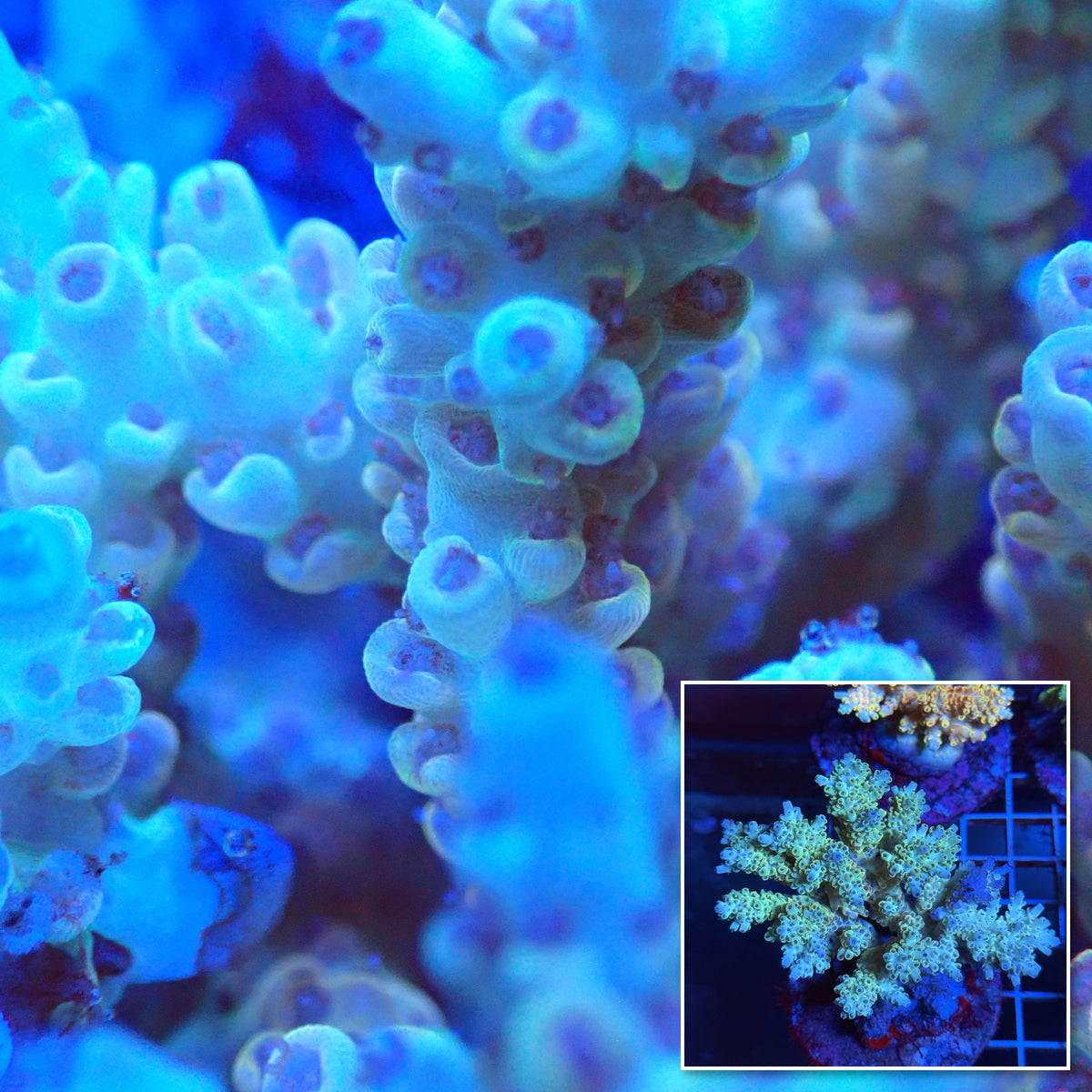 Acro Colony T3B1 macro with colony inset