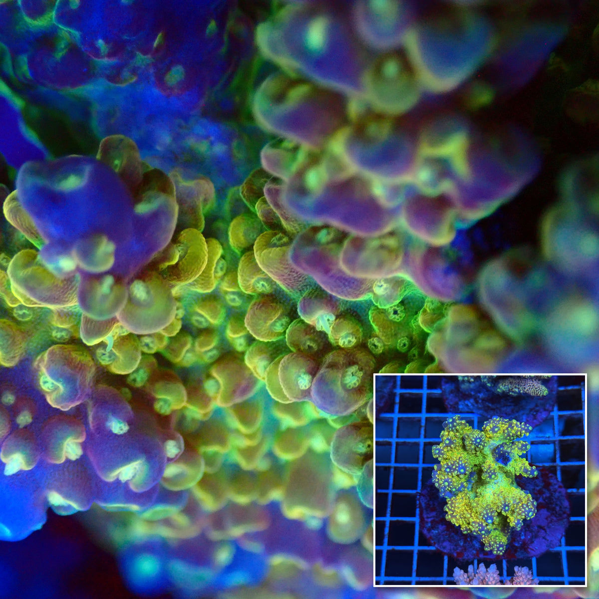 Acro Colony T3B10 macro with colony inset