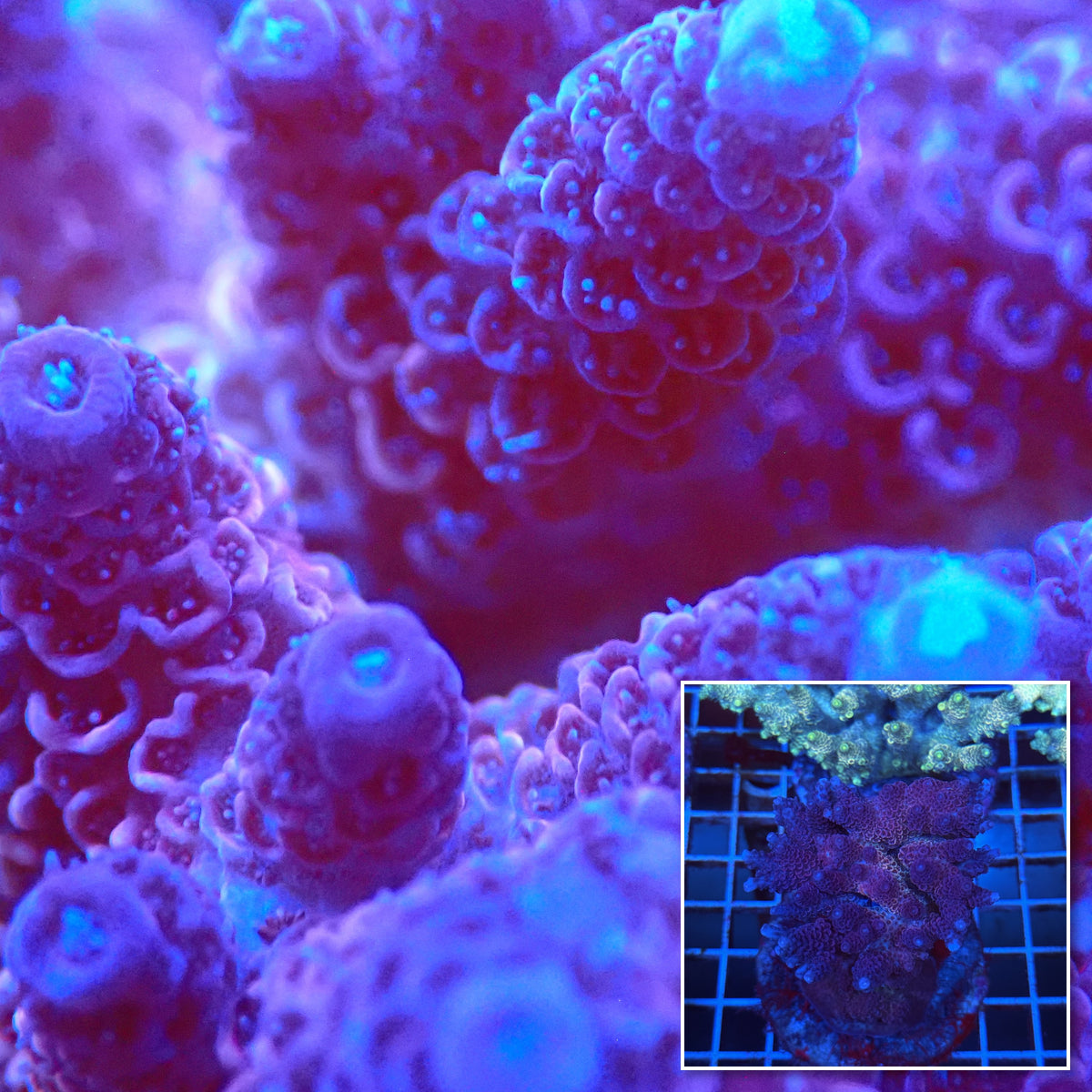 Acro Colony T3B11 macro with colony inset