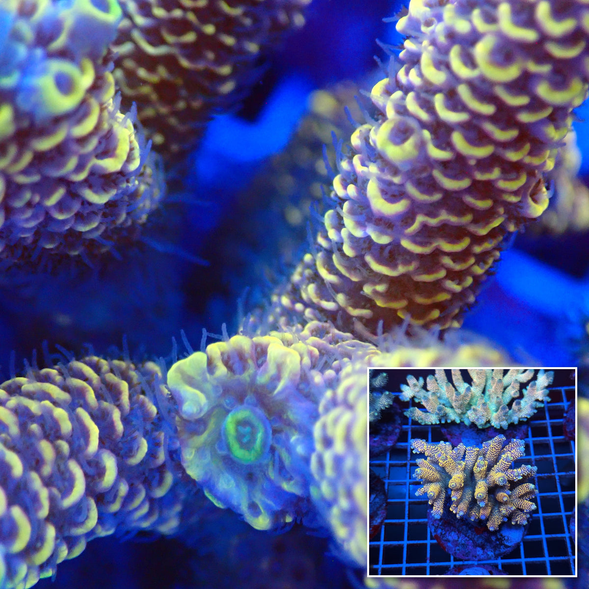 Acro Colony T3B12 macro with colony inset