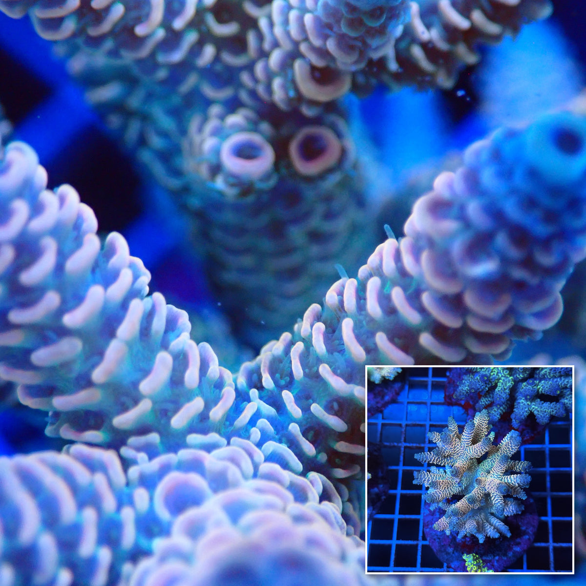 Acro Colony T3B13 macro with colony inset