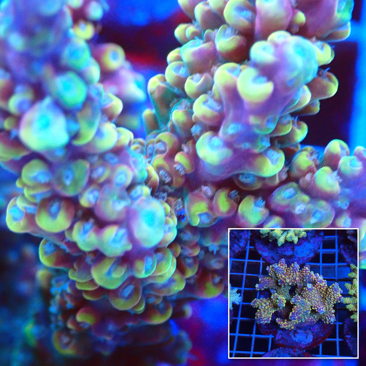 Acro Colony T3B2 macro with colony inset