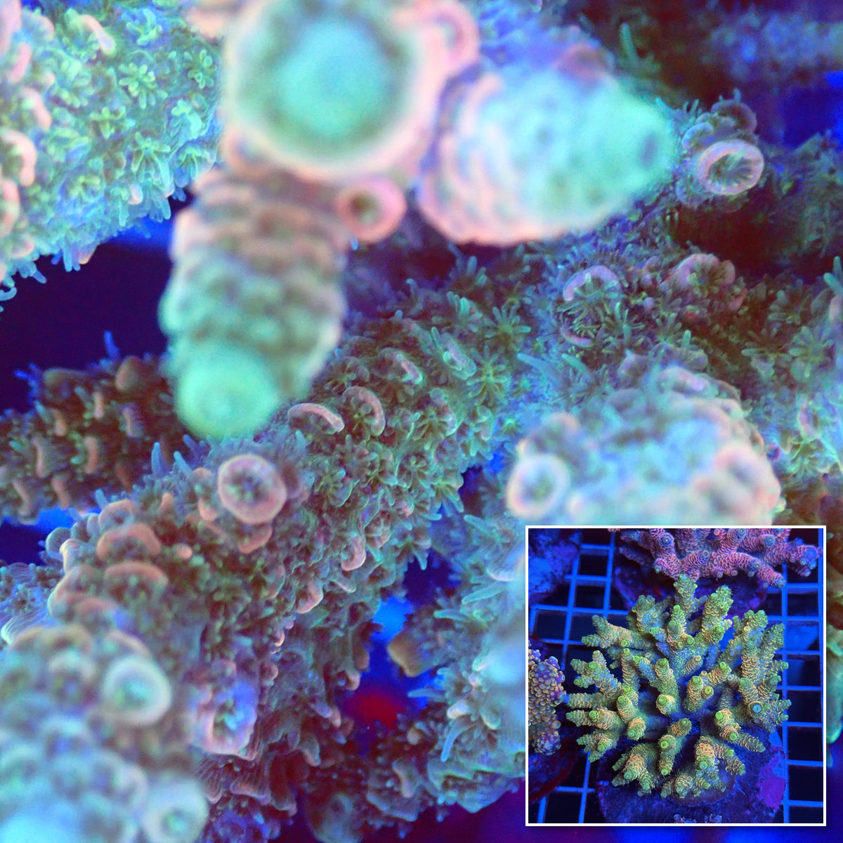 Acro Colony T3B3 macro with colony inset