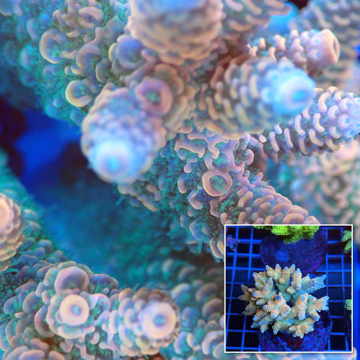 Acro Colony T3B4 macro with colony inset