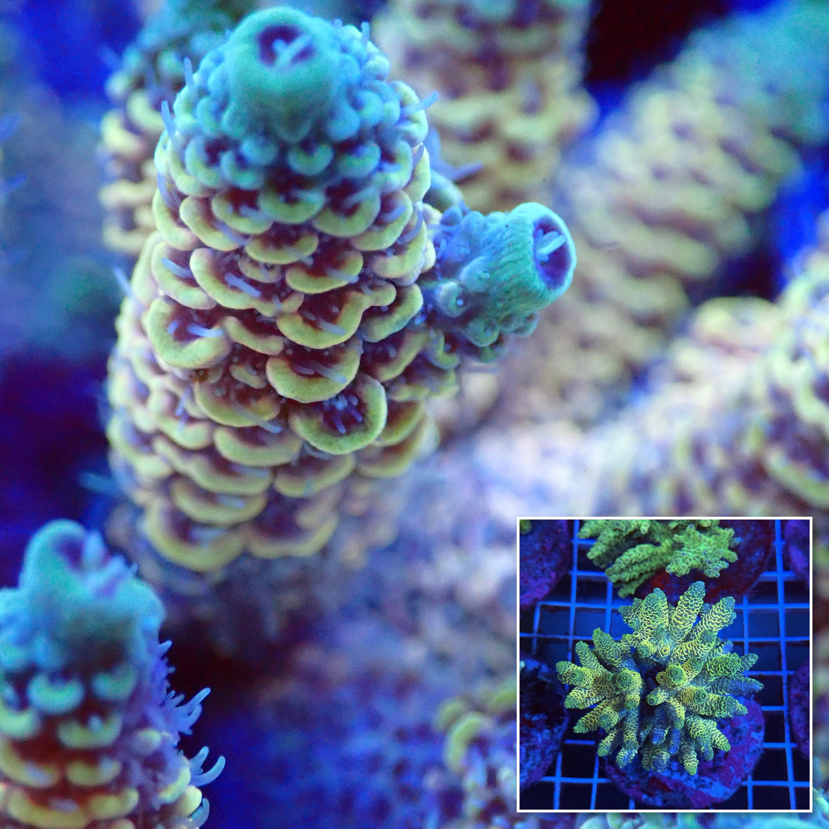 Acro Colony T3B5 macro with colony inset