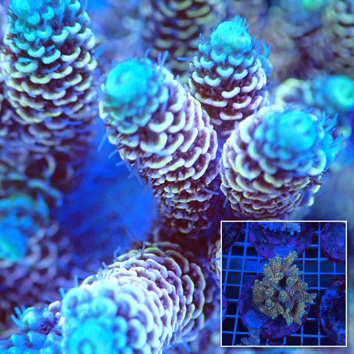 Acro Colony T3B6 macro with colony inset